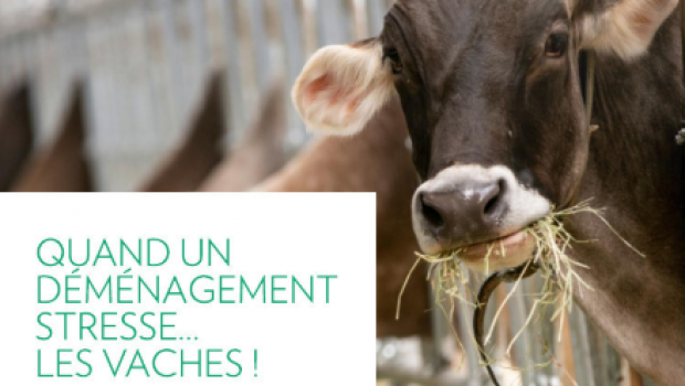 QUAND UN DÉMÉNAGEMENT STRESSE… LES VACHES !